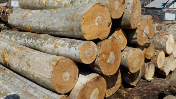スギ丸太 入荷しました｜丸太入荷情報