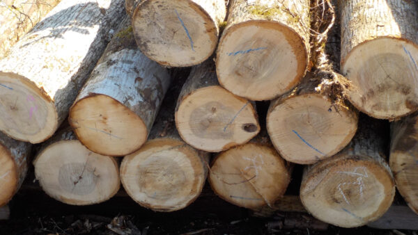 ミズナラ丸太 入荷しました。｜丸太入荷情報