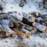 黄檗(きはだ)他　広葉樹丸太が入荷