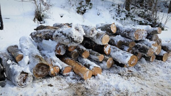 黄檗(きはだ)他　広葉樹丸太が入荷