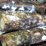 「朴の木」丸太から1枚板に製材