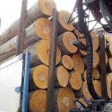 (山形県)戸沢村産のブナ丸太が入荷しました