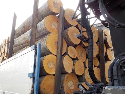 (山形県)戸沢村産のブナ丸太が入荷しました