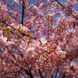 GW休業日のお知らせ