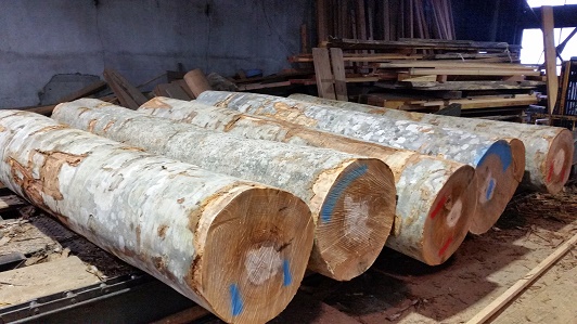 ブナ丸太　入荷・製材