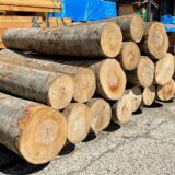 「めいぼく椀」材料の橅（ブナ）丸太です。