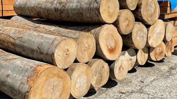 「めいぼく椀」材料の橅（ブナ）丸太です。