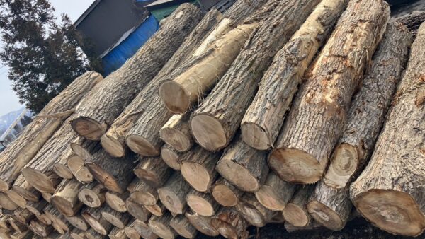 広葉樹丸太　入荷情報(針槐/胡桃/柳)