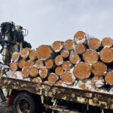 広葉樹丸太入荷情報【榛(はんのき)】