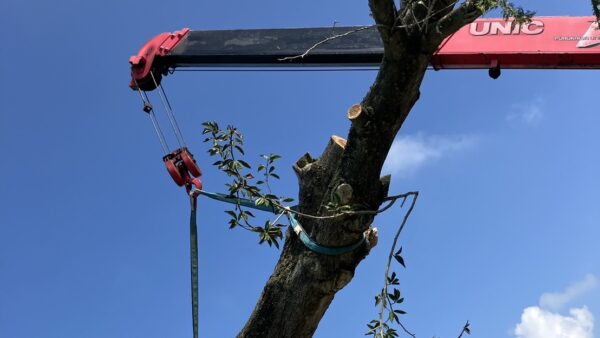 広葉樹丸太入荷情報