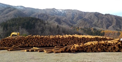 山形県長井市産　杉
